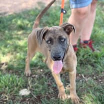 Thumbnail photo of Sage #1