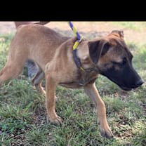 Thumbnail photo of Rosemary #1