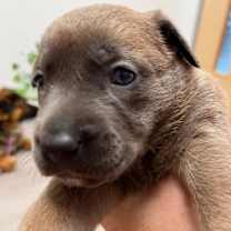 Thumbnail photo of Rosemary #2