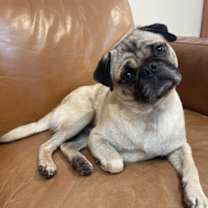 Thumbnail photo of Ralph #2