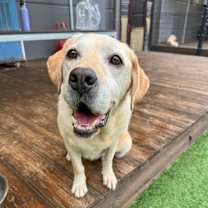 adopt-pet
