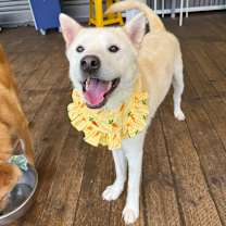 adopt-pet