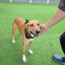adopt-pet