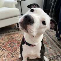 Thumbnail photo of Violet #1