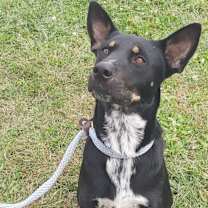 adopt-pet