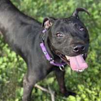 Thumbnail photo of Sammy #1