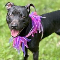 Thumbnail photo of Sammy #3