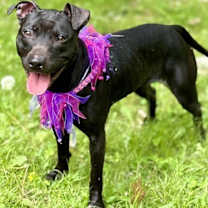 Thumbnail photo of Sammy #4