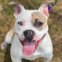 Thumbnail photo of Lovebug #2