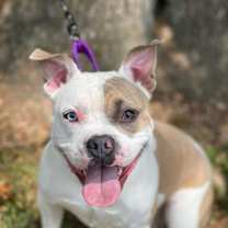 Thumbnail photo of Lovebug #3