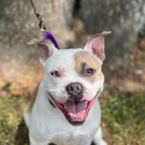 Thumbnail photo of Lovebug #4