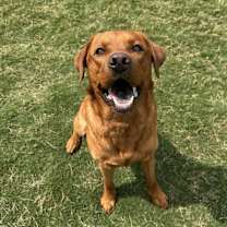 Thumbnail photo of Butchy #1