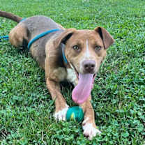 Thumbnail photo of Snorlax #2