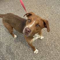 Thumbnail photo of Snorlax #3