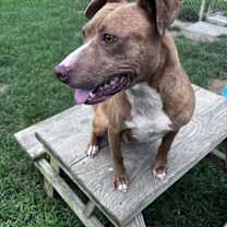 Thumbnail photo of Ember in Blackstone VA #2