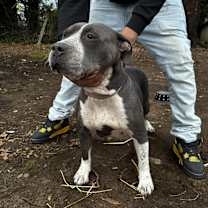 Thumbnail photo of Athena #1