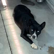 Thumbnail photo of Siren #2