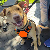 Thumbnail photo of JIMMINY #1