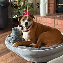 Thumbnail photo of Hank #1