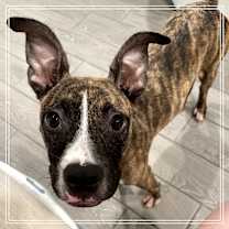 Thumbnail photo of Spingotti #3