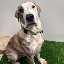 Thumbnail photo of Banx (Bernie) #2