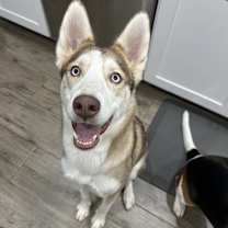 adopt-pet