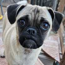 Thumbnail photo of Puddin #1