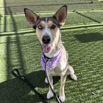 adopt-pet