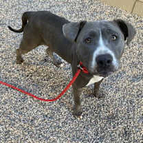 adopt-pet