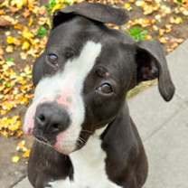 Thumbnail photo of Katniss #3