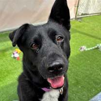 adopt-pet