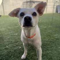 adopt-pet