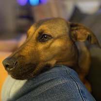 Thumbnail photo of Remi #1