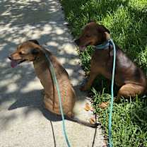 Thumbnail photo of Remi #3