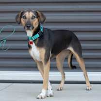 adopt-pet