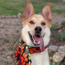 Thumbnail photo of Dodger #3