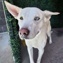 Thumbnail photo of Atlas* #2