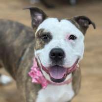 Thumbnail photo of Roxy #2