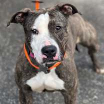 Thumbnail photo of Cleo #3