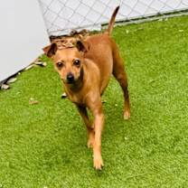 adopt-pet