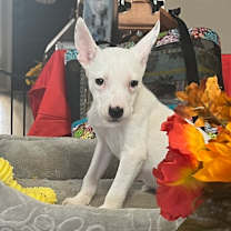 adopt-pet