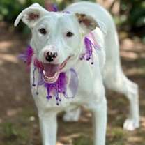 Thumbnail photo of Molly #1