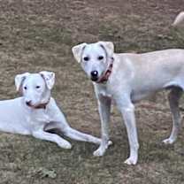 Thumbnail photo of Molly #2