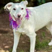 Thumbnail photo of Molly #3