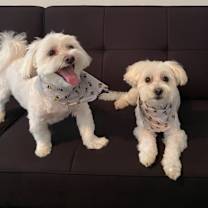 Thumbnail photo of Polo & Prince #1