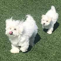 Thumbnail photo of Polo & Prince #4