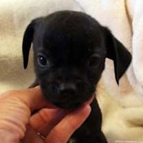 Thumbnail photo of Dewey #4