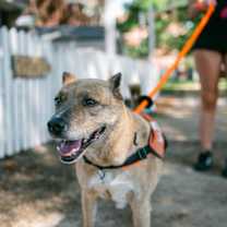 Thumbnail photo of Luscia IN FOSTER #2