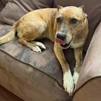 Thumbnail photo of Luscia IN FOSTER #3