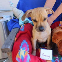 Thumbnail photo of Sammy #1